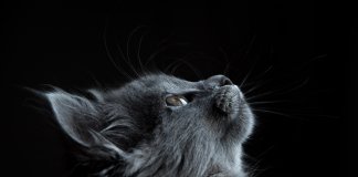 Animais percebem a presença de seres espirituais. Essa afirmação é verdadeira?