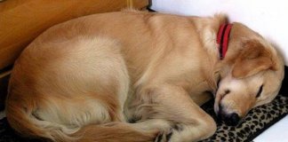 Cão invade a casa de uma estranha para dormir e ela decide anexar uma nota em sua coleira