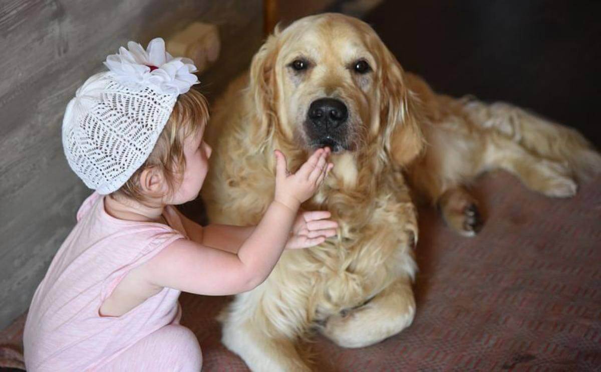 contioutra.com - Cão invade a casa de uma estranha para dormir e ela decide anexar uma nota em sua coleira