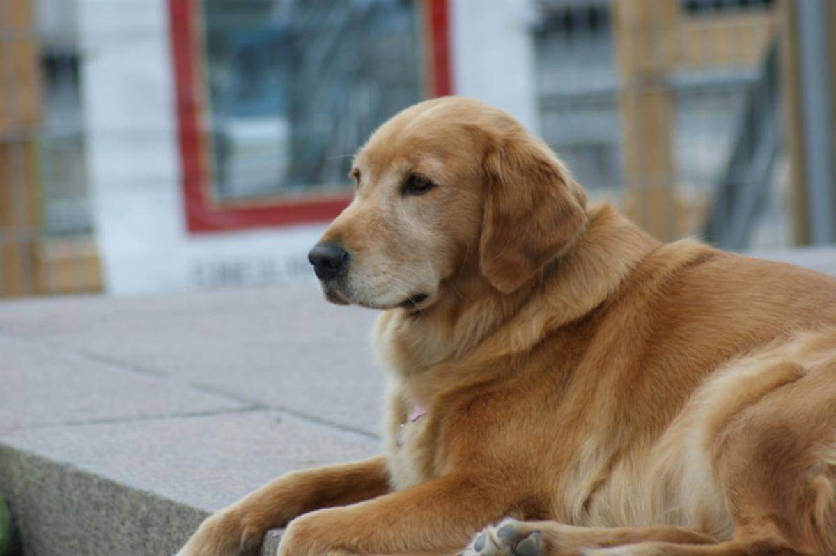 contioutra.com - Cão invade a casa de uma estranha para dormir e ela decide anexar uma nota em sua coleira