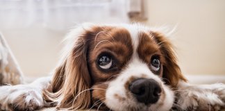 A ciência confirma: cães podem sentir se uma pessoa é má ou não A ciência confirma: cães podem sentir se uma pessoa é má ou não