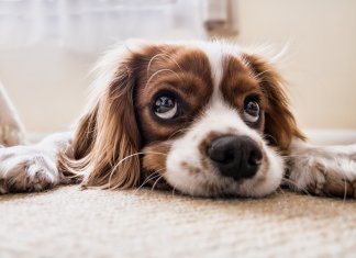 A ciência confirma: cães podem sentir se uma pessoa é má ou não