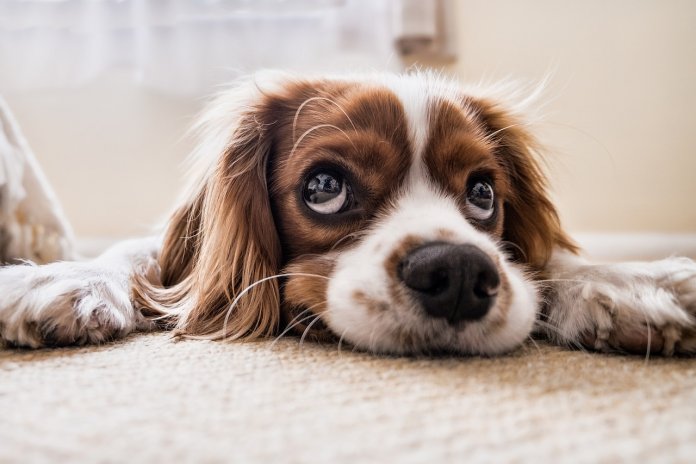A ciência confirma: cães podem sentir se uma pessoa é má ou não