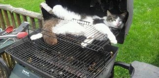 35 gatos que revolucionarão o seu conceito de conforto.