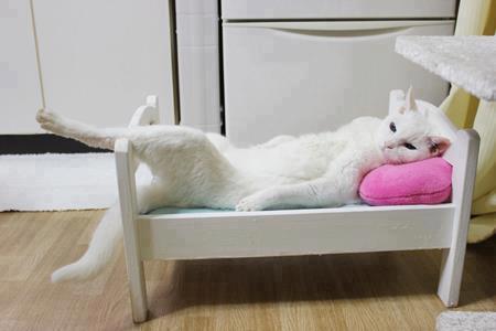 contioutra.com - 35 gatos que revolucionarão o seu conceito de conforto.
