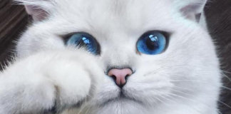 16 dos gatos mais lindos do mundo! Confira!