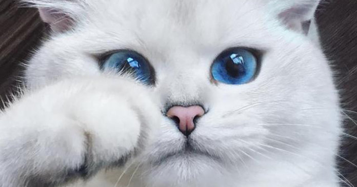 16 dos gatos mais lindos do mundo! Confira!