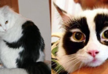 19 gatos com as manchas mais incríveis e raras que você pode imaginar 19 gatos com as manchas mais incríveis e raras que você pode imaginar