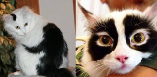19 gatos com as manchas mais incríveis e raras que você pode imaginar