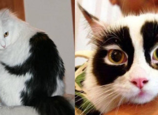 19 gatos com as manchas mais incríveis e raras que você pode imaginar