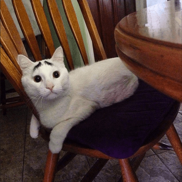 contioutra.com - 19 gatos com as manchas mais incr&iacute;veis e raras que voc&ecirc; pode imaginar