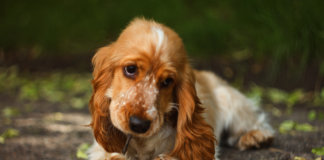 “O cachorro escuta tudo”, inclusive a sua lágrima antes de cair. “O cachorro escuta tudo”, inclusive a sua lágrima antes de cair.