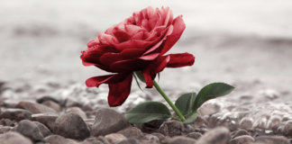 Sobre aquele velho vício de acinzentar os dias