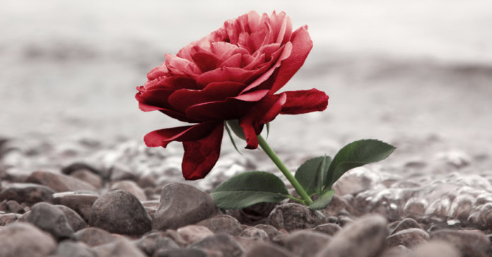 shutterstock_339299906 Sobre aquele velho vício de acinzentar os dias