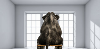 A metáfora do elefante acorrentado e a manipulação perversa materna