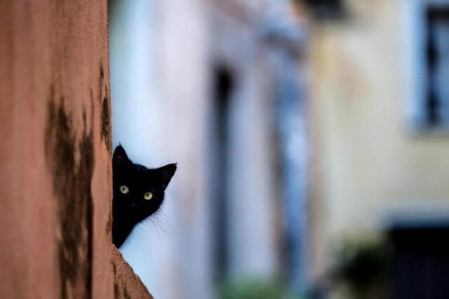 contioutra.com - 21 imagens de gatos mais escuros do que a noite que vão derreter seu coração