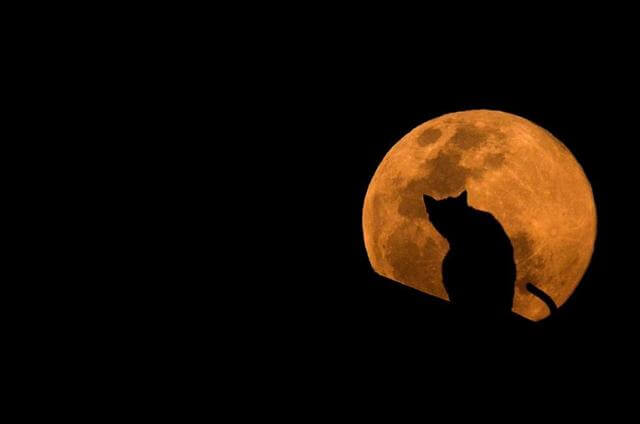 contioutra.com - 21 imagens de gatos mais escuros do que a noite que vão derreter seu coração