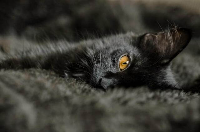 contioutra.com - 21 imagens de gatos mais escuros do que a noite que vão derreter seu coração