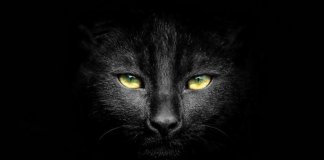 21 imagens de gatos mais escuros do que a noite que vão derreter seu coração