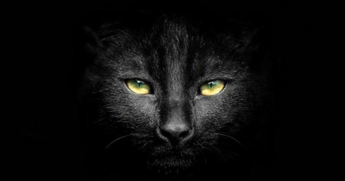 21 imagens de gatos mais escuros do que a noite que vão derreter seu coração