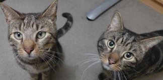 Depois que um dos seus gatos morreu, dono recebeu uma mensagem pela coleira do outro