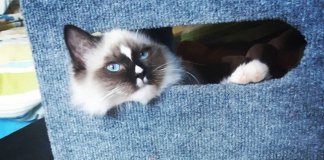 Conheça Lord, o gatinho da raça ragdoll que está chamando a atenção da internet por sua beleza singular. Conheça Lord, o gatinho da raça ragdoll que está chamando a atenção da internet por sua beleza singular.