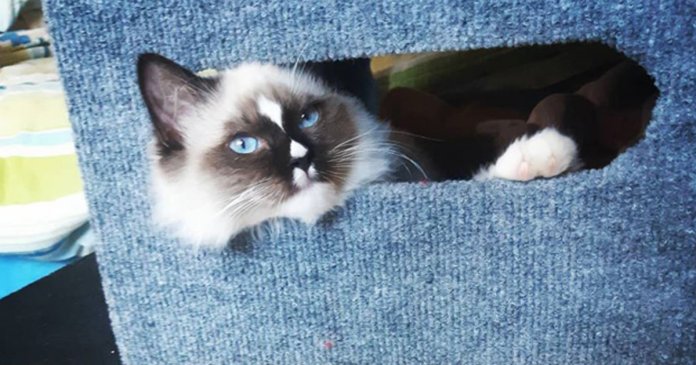 Conheça Lord, o gatinho da raça ragdoll que está chamando a atenção da internet por sua beleza singular.