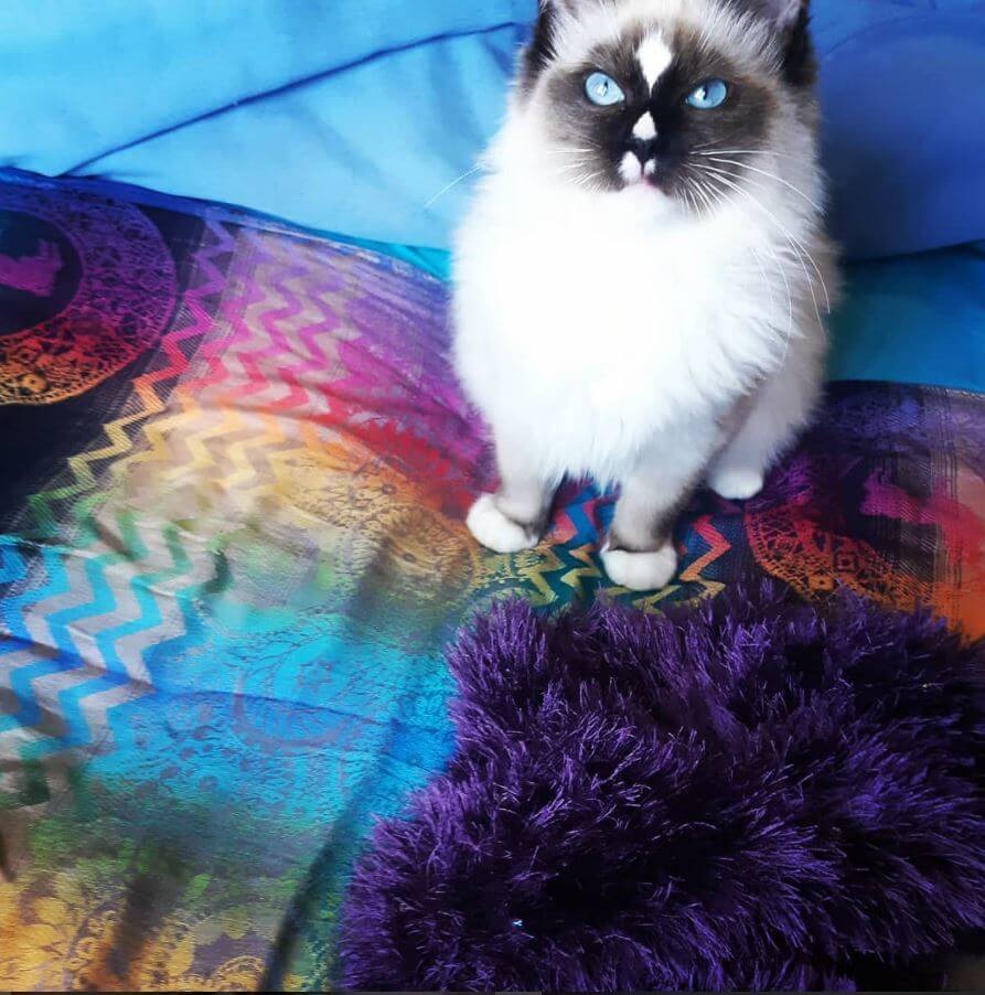contioutra.com - Conheça Lord, o gatinho da raça ragdoll que está chamando a atenção da internet por sua beleza singular.