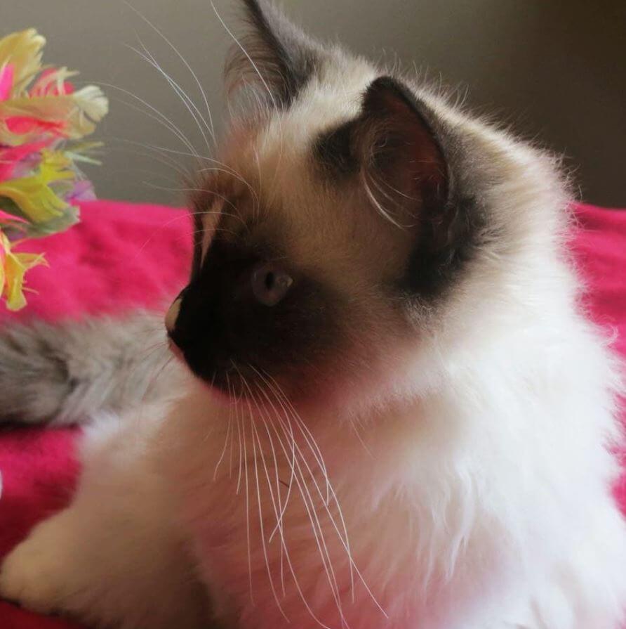 contioutra.com - Conheça Lord, o gatinho da raça ragdoll que está chamando a atenção da internet por sua beleza singular.