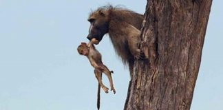 Bebê babuíno cai para leão – mas o que a câmera captura surpreende o mundo inteiro