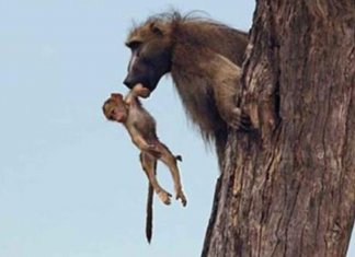 Bebê babuíno cai para leão – mas o que a câmera captura surpreende o mundo inteiro