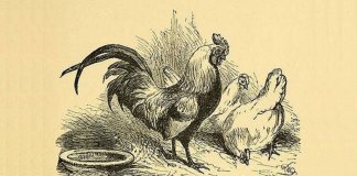 Sobre arrogância… pequena e sábia fábula!