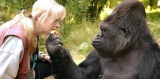 Koko, gorila que se comunicava com pessoas, morre aos 46 anos Koko, gorila que se comunicava com pessoas, morre aos 46 anos