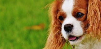 Cientistas afirmam que possuir cão rejuvenesce dono em até 10 anos
