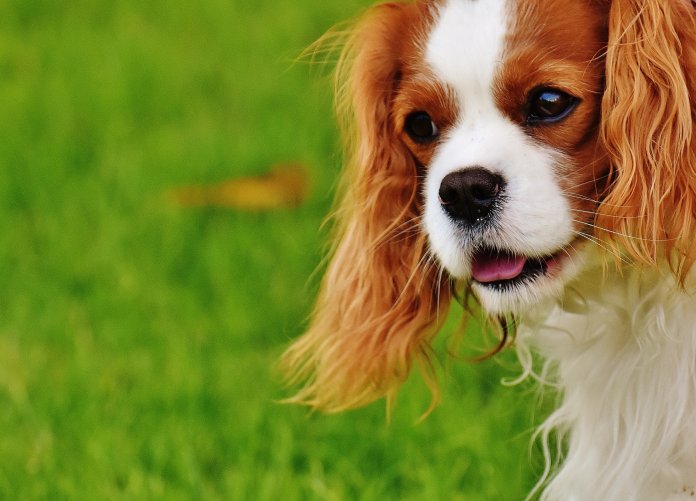 Cientistas afirmam que possuir cão rejuvenesce dono em até 10 anos