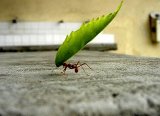 O poder do comprometimento