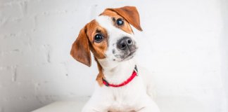 13 coisas que seu cão sabe sobre você melhor do que você mesmo