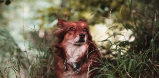 Cachorro tem alma, por Fabrício Carpinejar Cachorro tem alma, por Fabrício Carpinejar