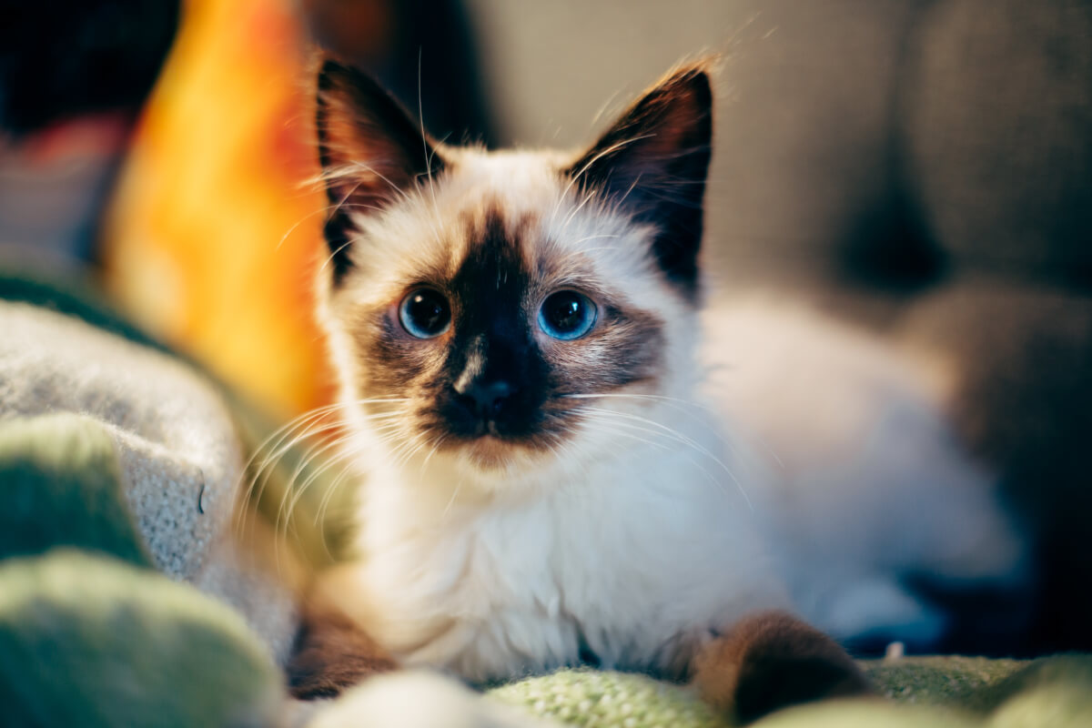 asomadetodosafetos.com - Os benefícios científicos de ser um amante de gatos