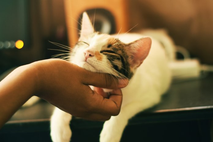 Os benefícios científicos de ser um amante de gatos