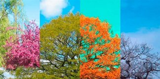 A beleza aumenta com a transitoriedade da vida