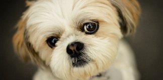 Cientistas comprovam que os shihtzu entendem cada palavra que dizemos Cientistas comprovam que os shihtzu entendem cada palavra que dizemos