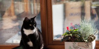 10 passos para ter uma casa livre de estresse