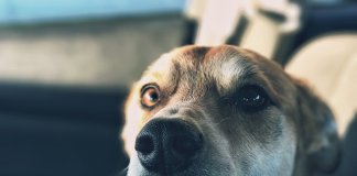 Veterinário revela qual o último desejo dos animais antes de morrer