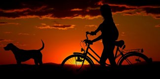 Doe 15 minutos do seu dia para andar com seu cão e tenha uma memória melhor