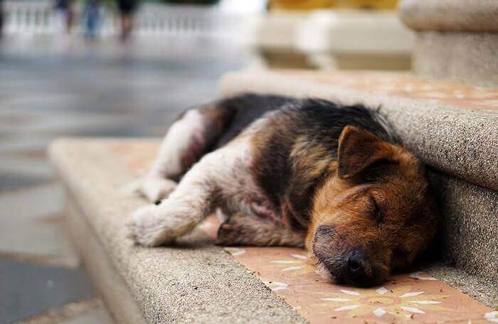contioutra.com - Holanda torna-se no primeiro país sem cachorros abandonados