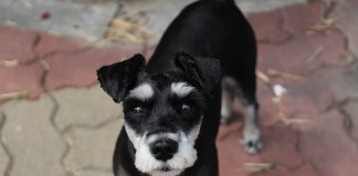 Holanda torna-se no primeiro país sem cachorros abandonados Holanda torna-se no primeiro país sem cachorros abandonados