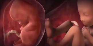 O milagre da vida O milagre da vida