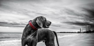 Cachorro tem reação adorável ao perceber que tomou a decisão errada Cachorro tem reação adorável ao perceber que tomou a decisão errada