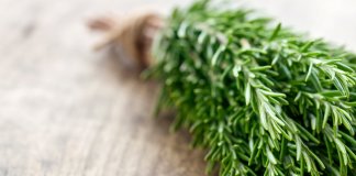 ÁGUA DE ALECRIM: a receita para melhorar a MEMÓRIA e o ESTUDO